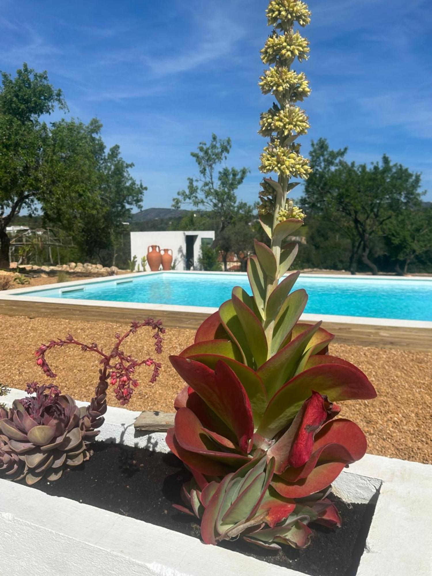 La Quinta Da Liberdade - Ferme De Charme En Algarve Villa Pechão Exterior foto